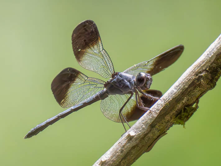 Uracis fastigiata (Large Woodskimmer) male.jpg